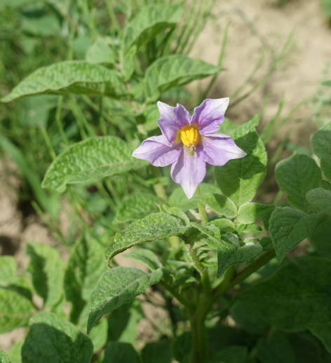 Bl�te von Kartoffelsorte Lima NEG67