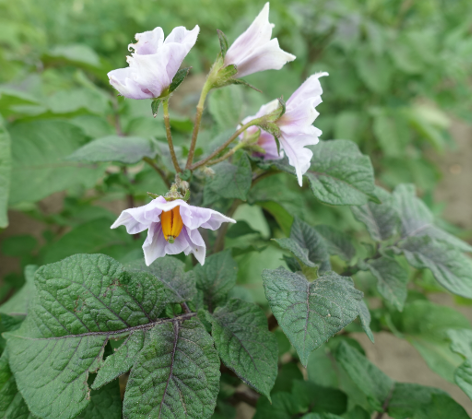 Bl�te von Kartoffelsorte Mulberry Beauty