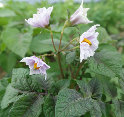 Bl�te von Kartoffelsorte Mulberry Beauty