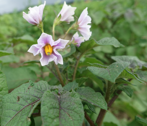 Bl�te von Kartoffelsorte Mulberry Beauty