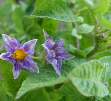 Bl�te von Kartoffelsorte Blue Eys