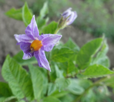 Bl�te von Kartoffelsorte Blue Eys