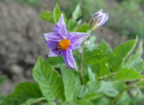 Bl�te von Kartoffelsorte Blue Eys