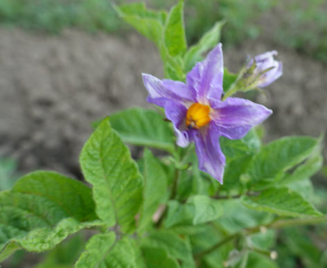 Bl�te von Kartoffelsorte Blue Eys