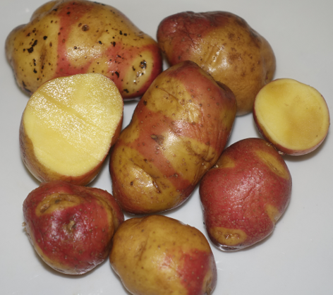 Schweizer Hofsorte San Remo