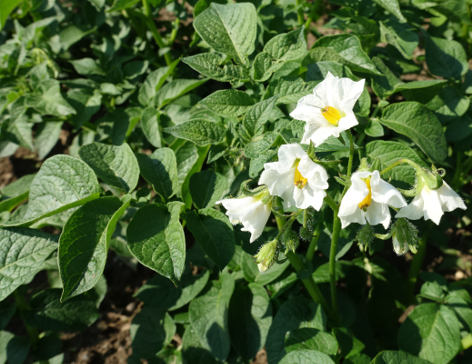 Bl�te von Kartoffelsorte Quarta