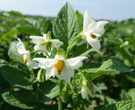 Bl�te von Kartoffelsorte Aztec Gold (Andengold)