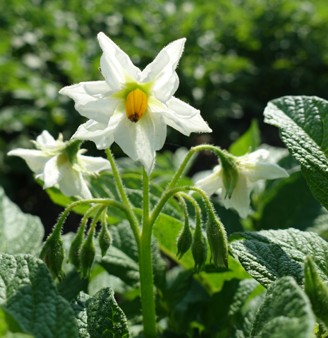 Bl�te von Kartoffelsorte Aztec Gold (Andengold)