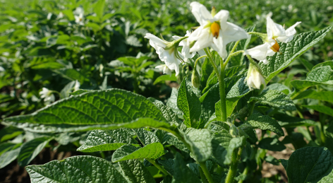 Bl�te von Kartoffelsorte Aztec Gold (Andengold)