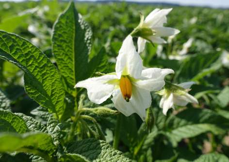 Bl�te von Kartoffelsorte Aztec Gold (Andengold)