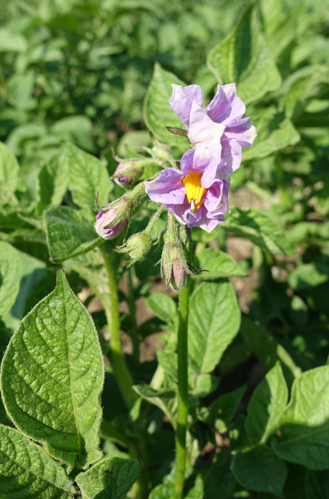 Bl�te von Kartoffelsorte Red Eys