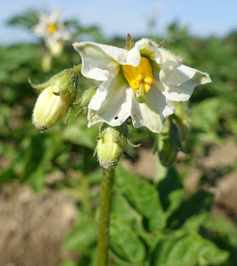 Bl�te von Kartoffelsorte Ojo Azul