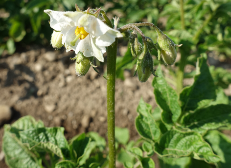 Bl�te von Kartoffelsorte Ojo Azul