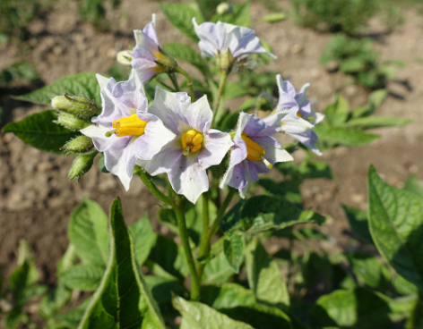 Bl�te von Kartoffelsorte Kasachstan