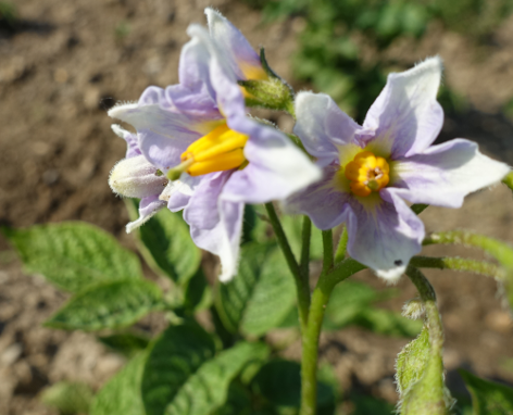 Bl�te von Kartoffelsorte Kasachstan