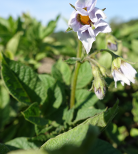 Blüte der Kartoffelsorte Violet Star