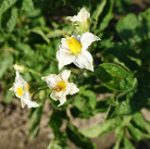 Blüte der Kartoffelsorte Poulson Inly