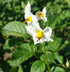 Kartoffelsorte annabelle