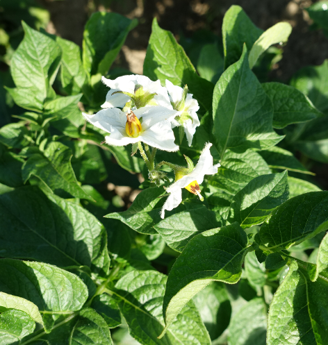 Bl�te von Kartoffelsorte Annabelle