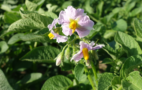 Bl�te von Kartoffelsorte Afra