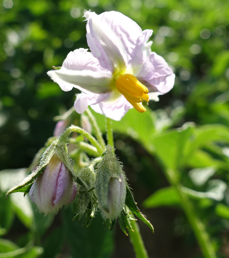 Bl�te von Kartoffelsorte Afra