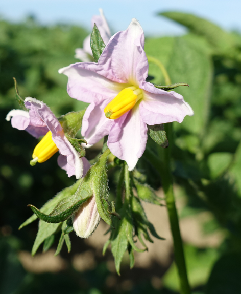 Bl�te von Kartoffelsorte Afra