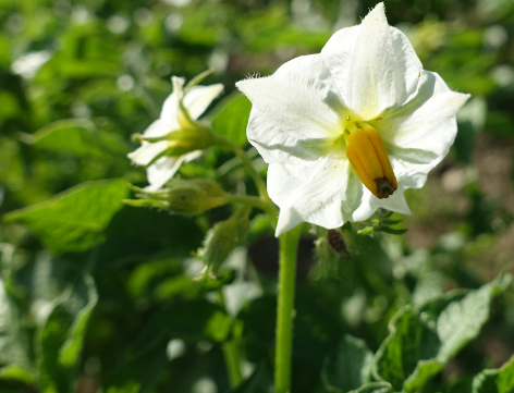 Bl�te von Kartoffelsorte Rumba