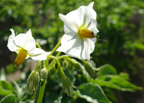 Bl�te von Kartoffelsorte Rumba