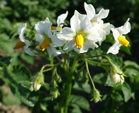 Bl�te von Kartoffelsorte Quarta