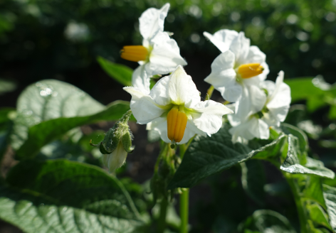 Bl�te von Kartoffelsorte Quarta