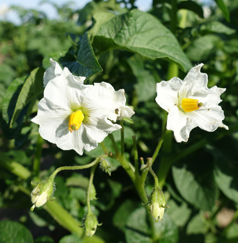 Bl�te von Kartoffelsorte Quarta