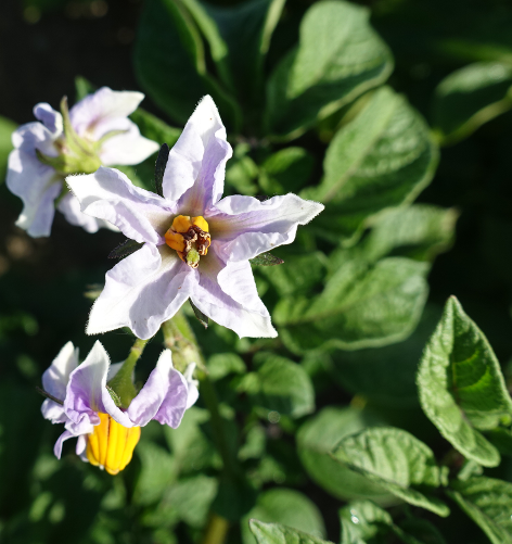 Bl�te von Kartoffelsorte Bleuet