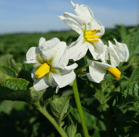 Bl�te von Kartoffelsorte Sieglinde