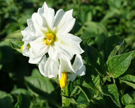 Bl�te von Kartoffelsorte Sieglinde