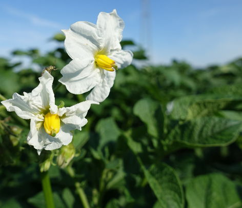 Bl�te von Kartoffelsorte Jule