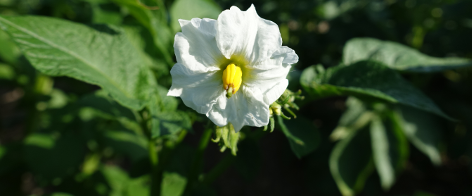 Bl�te von Kartoffelsorte Jule