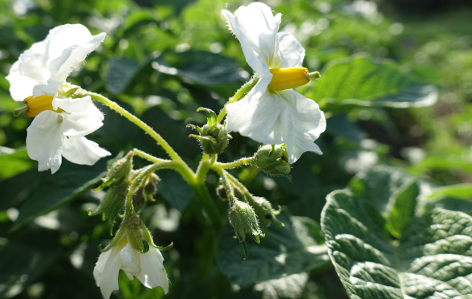 Bl�te von Kartoffelsorte Jule