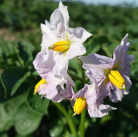 Blüte der Kartoffelsorte Charlotte