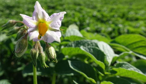 Bl�te von Kartoffelsorte Carolus