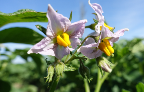 Bl�te von Kartoffelsorte Carolus