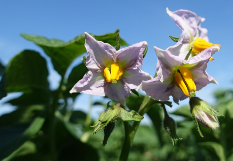 Bl�te von Kartoffelsorte Carolus