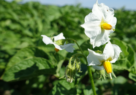 Bl�te von Kartoffelsorte Regina