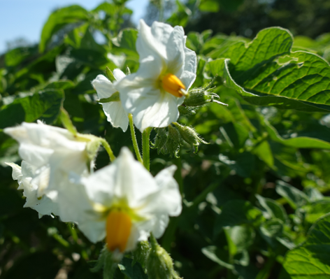 Bl�te von Kartoffelsorte Regina