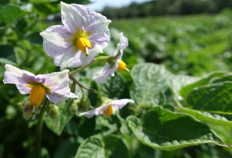 Bl�te von Kartoffelsorte Sarpo Una