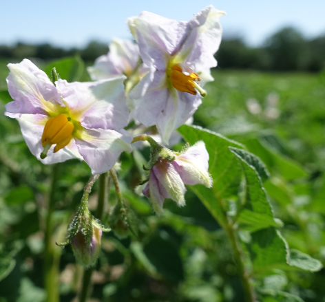 Bl�te von Kartoffelsorte Sarpo Una