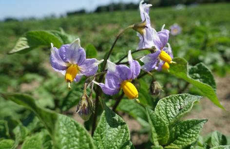 Bl�te von Kartoffelsorte Schwarze Ungarin