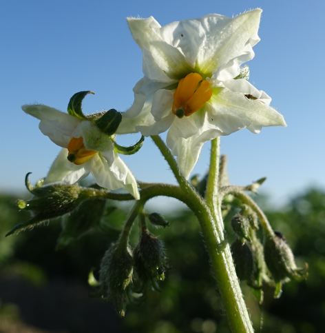 Bl�te von Kartoffelsorte Theresa