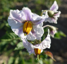 Blüte der Kartoffelsorte Double Fun