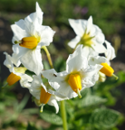 Blüte der Kartoffelsorte Wildkartoffel ORAT