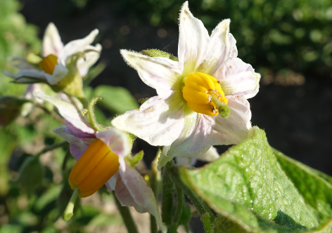 Bl�te von Kartoffelsorte Accuile